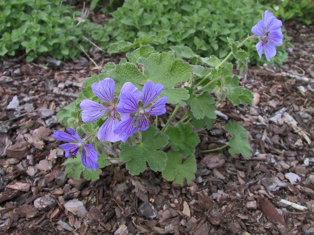 Geranium renardii Phillip Vapelle - Blueten nah.jpg